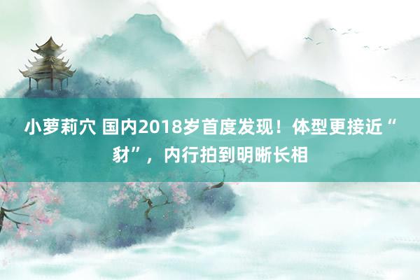 小萝莉穴 国内2018岁首度发现！体型更接近“豺”，内行拍到明晰长相