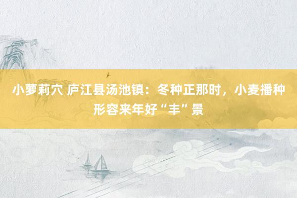 小萝莉穴 庐江县汤池镇：冬种正那时，小麦播种形容来年好“丰”景
