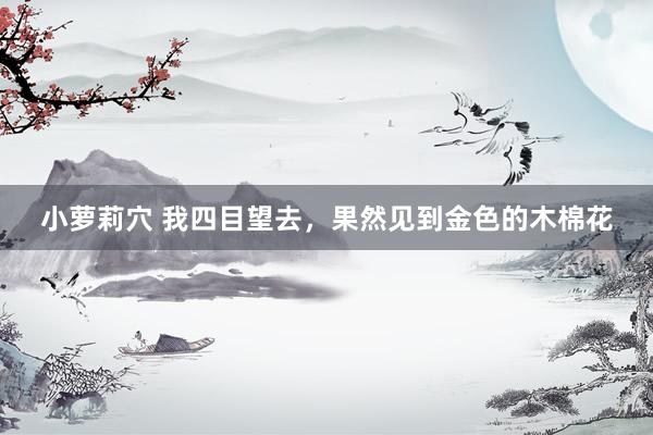 小萝莉穴 我四目望去，果然见到金色的木棉花